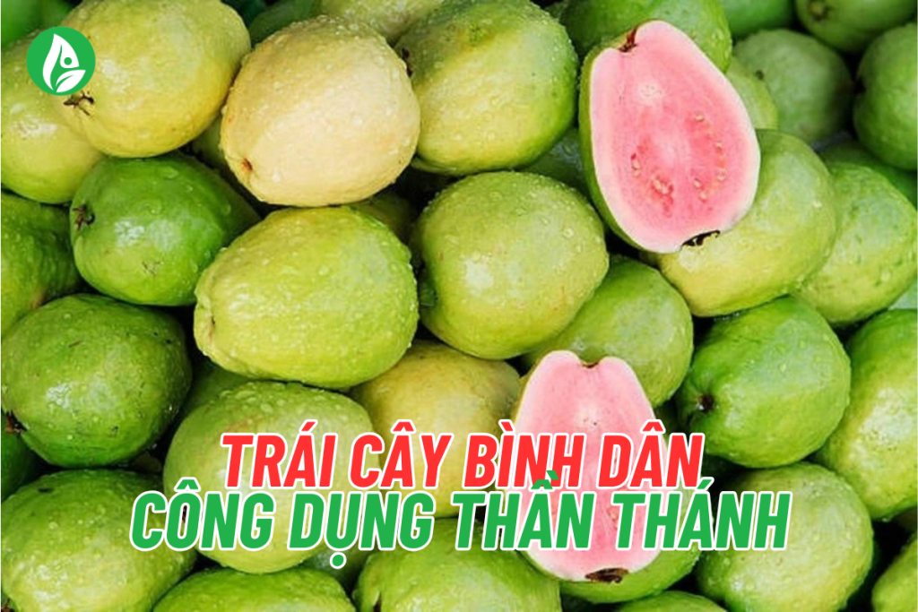 quả ổi bình dân nhưng công dụng thần thánh